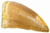 Fossil Mosasaur (Hainosaurus) Tooth - Morocco #364144-1